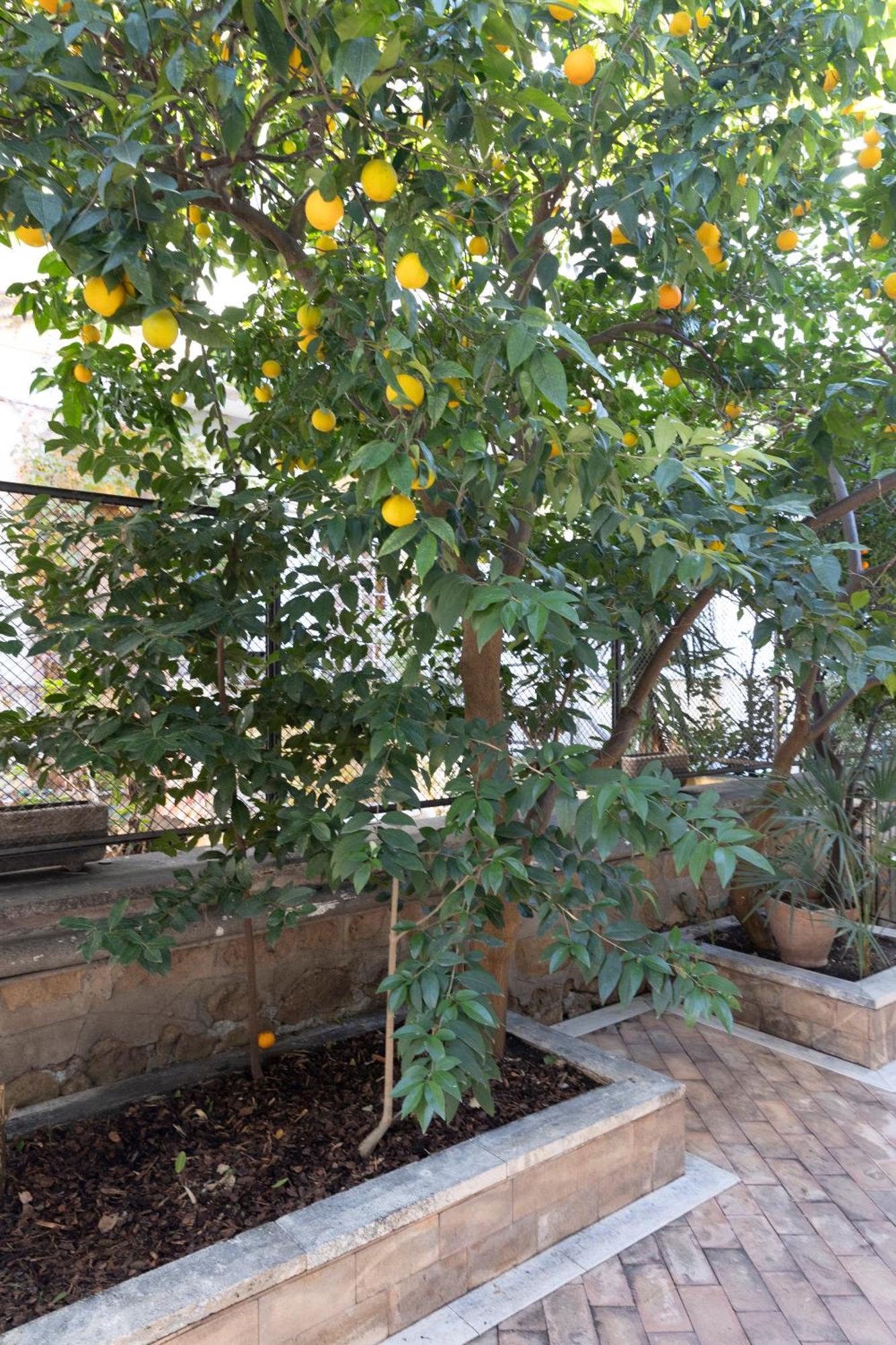Appartement The Orange Garden à Rome Extérieur photo